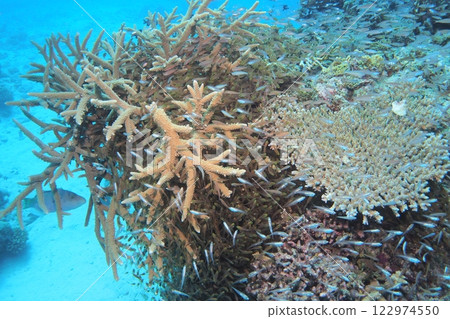 A group of golden-spotted fishes on a coral reef in the Okinawa Sea A group of golden-spotted fishes on a coral reef in the Okinawa Sea 122974550