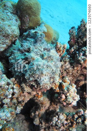 Zamami Island, Coral-like mimicry, Onidaruma okoji 122974660
