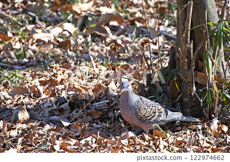 野雞蝴蝶（小雞鴿） 122974662