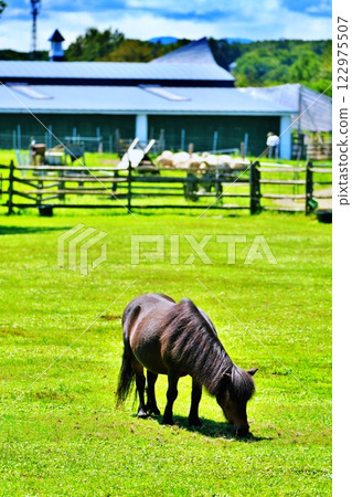 Miniature horse (Ekorin Village, Eniwa City, Hokkaido) Miniature horse (Ekorin Village, Eniwa City, Hokkaido) 122975507