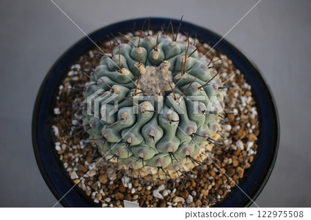 仙人掌 Therocactus 睡獅 122975508