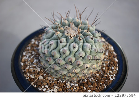 仙人掌 Therocactus 睡獅 122975594