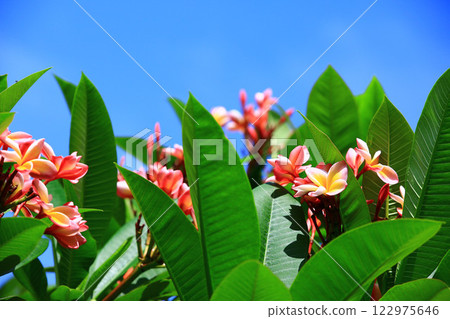 釋放的梧桐花 釋放的梧桐花 122975646