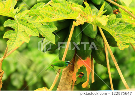五色鳥(台灣擬啄木鳥,花和尚)與木瓜 122975647