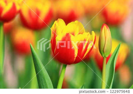 美麗的鬱金香(洋荷花,旱荷花,草麝香,鬱香,紫述香) 122975648