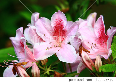 睿山紅、山石榴、山杜鵑、寶春花、清明花 122975649