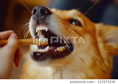 Corgi receiving dental care with a toothbrush in a cozy indoor setting 122975816