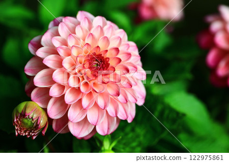Liberated Marika, Great Flower, Large Chrysanthemum, Tenjiku Peony, Marigaku Chrysanthemum, Chrysanthemum Chrysanthemum, Western Peony, Western Peony, Large Rika 122975861