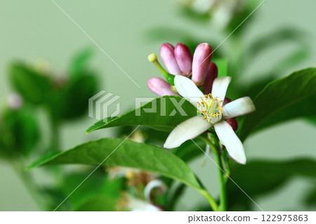 檸檬花 檸檬花 122975863
