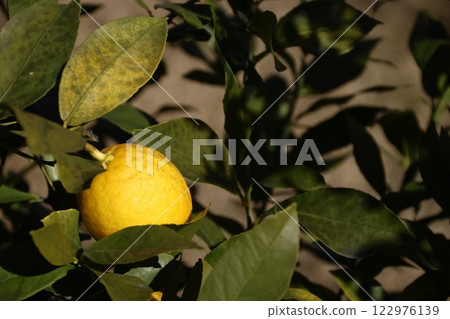 Fresh lemons growing in the garden Fresh lemons growing in the garden 122976139