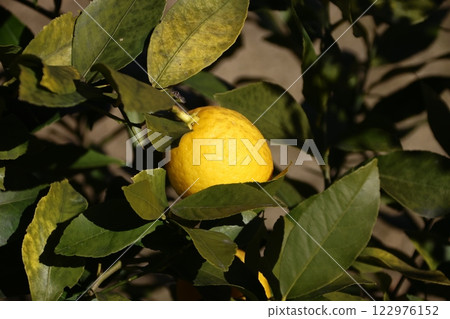 Fresh lemons growing in the garden Fresh lemons growing in the garden 122976152
