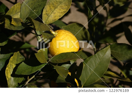 花園裡生長的新鮮檸檬 花園裡生長的新鮮檸檬 122976189