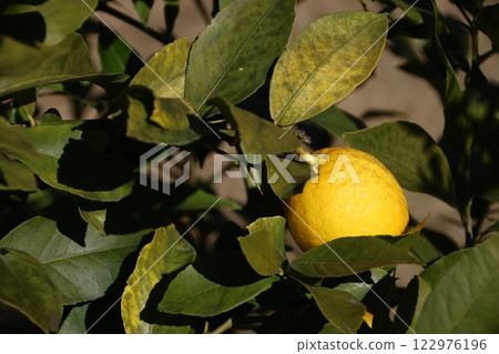 Fresh lemons growing in the garden 122976196