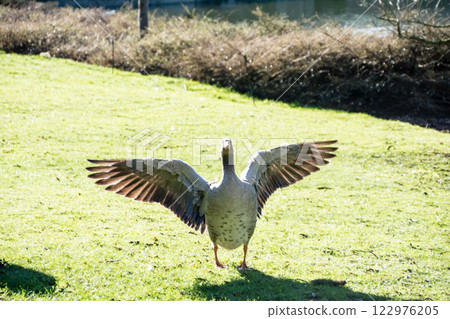 A goose walking across the grass with its wings spread wide at Kew Gardens on the outskirts of London 122976205