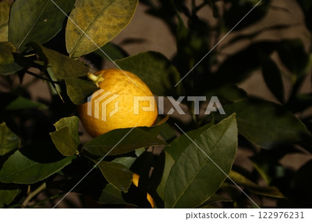 花園裡生長的新鮮檸檬 花園裡生長的新鮮檸檬 122976231