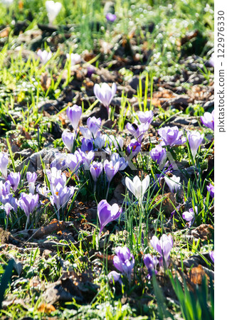 Light purple and white crocuses in full bloom under the bright early spring sunshine at Kew Gardens on the outskirts of London 122976330