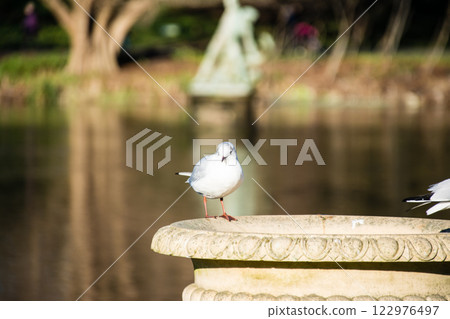 一隻小海鷗站在倫敦郊區邱園池塘邊的石盆邊。 122976497