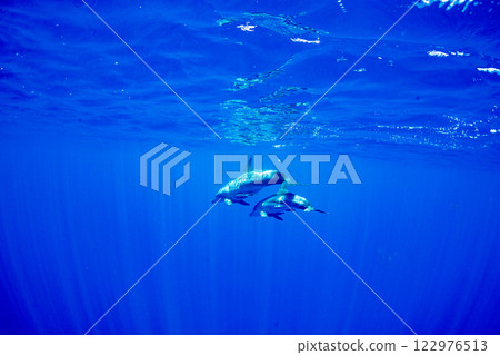 寬吻海豚媽媽和孩子,東京小笠原 寬吻海豚媽媽和孩子,東京小笠原 122976513
