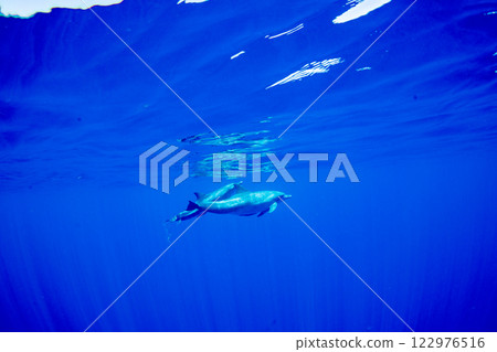 寬吻海豚媽媽和孩子,東京小笠原 寬吻海豚媽媽和孩子,東京小笠原 122976516