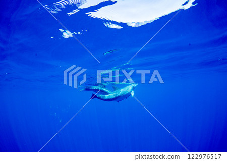 寬吻海豚媽媽和孩子，東京小笠原 122976517