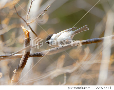 The whole body of a large-billed tit The whole body of a large-billed tit 122976541