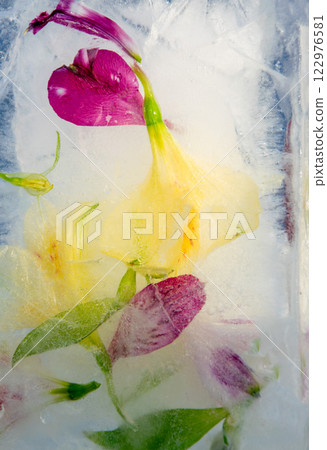 Fresh flowers encased in ice create a stunning visual effect, showcasing vibrant colors and intricate details as light filters through the frozen surface 122976581