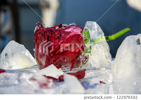 A striking red rose is encased in ice, resting among ice cubes. This artistic display captures the contrast between the vibrant flower and glistening ice, creating a unique visual 122976582