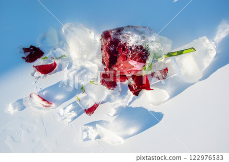 A delicate red rose, partially encased in clear ice, rests amidst scattered ice shards on a snow-covered ground, illuminated by bright winter sunlight 122976583