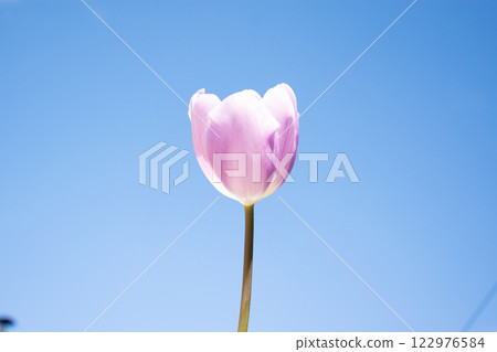 A single pink tulip blooms under the bright blue sky, showcasing its petals as sunlight brightens the scene 122976584