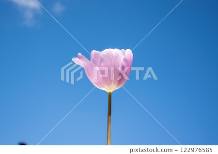 A soft pink tulip stands alone, reaching for the bright blue sky, surrounded by fresh spring air and sunlight 122976585