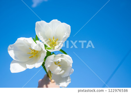 A hand holds three white tulips, their petals open wide, set against a clear blue sky, capturing the essence of springtime beauty 122976586