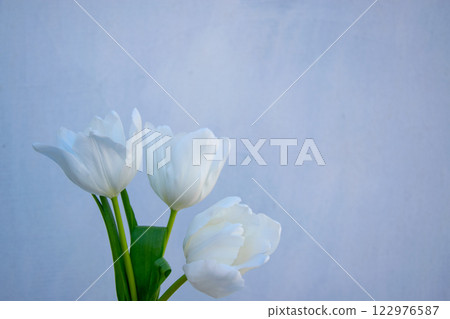 Three delicate white tulips stand tall in a vase set against a soft, muted background, showcasing their fresh and pure appearance Three delicate white tulips stand tall in a vase set against a soft, muted background, showcasing their fresh and pure appearance 122976587