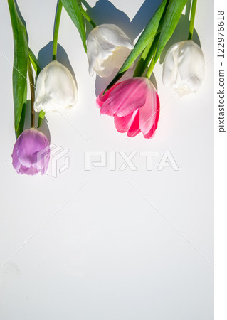 Fresh tulips in shades of white, purple, and pink are elegantly displayed against a clean white backdrop, highlighting their vibrant colors 122976618