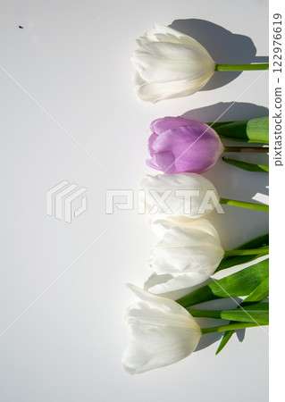A delicate arrangement of white and purple tulips showcases vibrant flowers with fresh green stems on a light surface 122976619