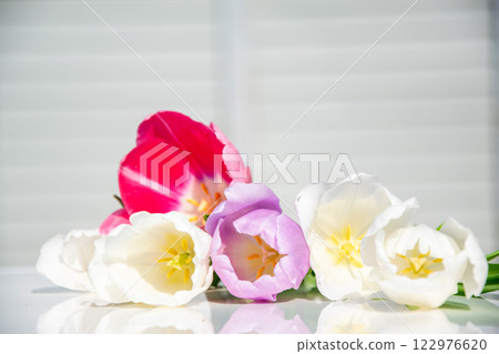 A vibrant arrangement of tulips in various colors, showcasing red, white, and purple blooms placed elegantly on a reflective surface 122976620