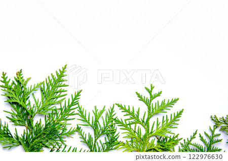 Fresh green cedar branches arranged artistically against a light background in a bright and airy setting Fresh green cedar branches arranged artistically against a light background in a bright and airy setting 122976630