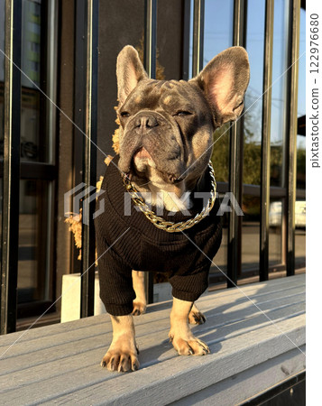 A fashionable French bulldog stands proudly on a wooden platform, wearing a black sweater and golden chain in a trendy area 122976680