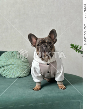 A small french bulldog wearing a stylish sweatshirt sits upright on a green sofa, showcasing its cute appearance and relaxed environment 122976681