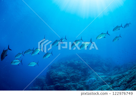 Yellowfin tuna, Ogasawara, Tokyo 122976749