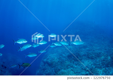 Yellowfin tuna, Ogasawara, Tokyo Yellowfin tuna, Ogasawara, Tokyo 122976750