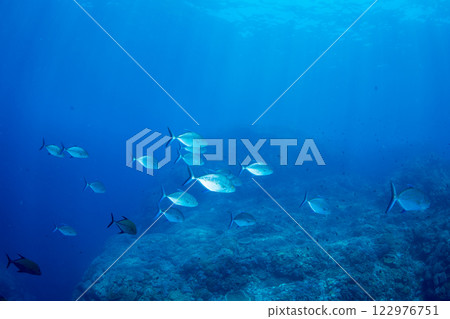 Yellowfin tuna, Ogasawara, Tokyo Yellowfin tuna, Ogasawara, Tokyo 122976751