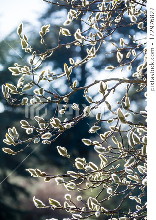 White magnolia buds beginning to open under a bright blue sky at Kew Gardens on the outskirts of London 122976822