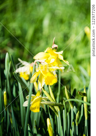 倫敦郊區的英國皇家植物園，黃色的水仙花在燦爛的陽光下盛開 122977206