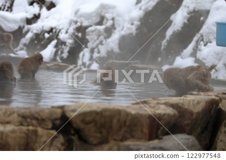在Jigokudani猴子公園的雪猴子 122977548