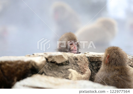 在Jigokudani猴子公園的雪猴子 在Jigokudani猴子公園的雪猴子 122977564
