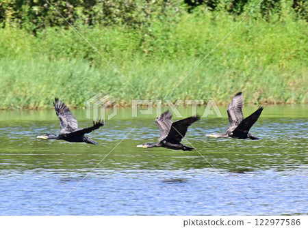 Wild bird Wild bird 122977586