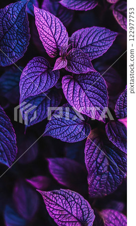 Close-up of vibrant purple leaves showcasing intricate texture and natural beauty. 122977753