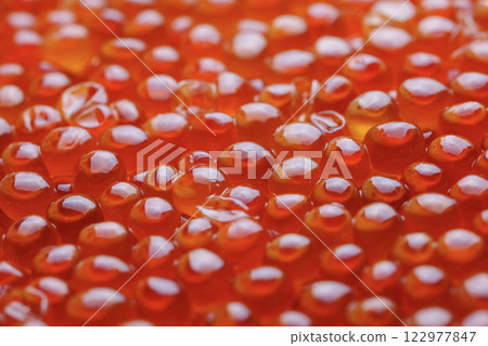 Salmon fish roe. Ikura. Red caviar. Salmon fish roe. Ikura. Red caviar. 122977847