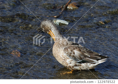 Common Shoveler Comb Teeth Common Shoveler Comb Teeth 122978522