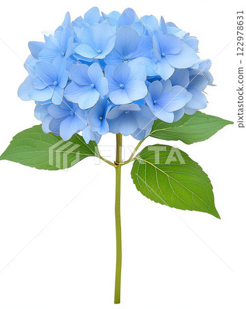A single blue hydrangea flower with green leaves and stem, isolated on a white background. Represents beauty, elegance, and summer. Suitable for greeting cards, invitations, website backgrounds 122978631